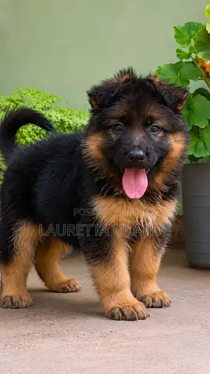 1-3 months Female Purebred German Shepherd