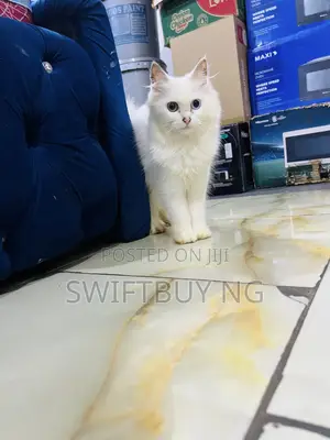 3-6 months Male Purebred Persian