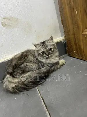 3-6 months Female Purebred Persian