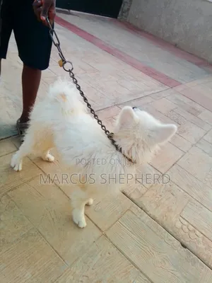 1+ year Male Purebred American Eskimo