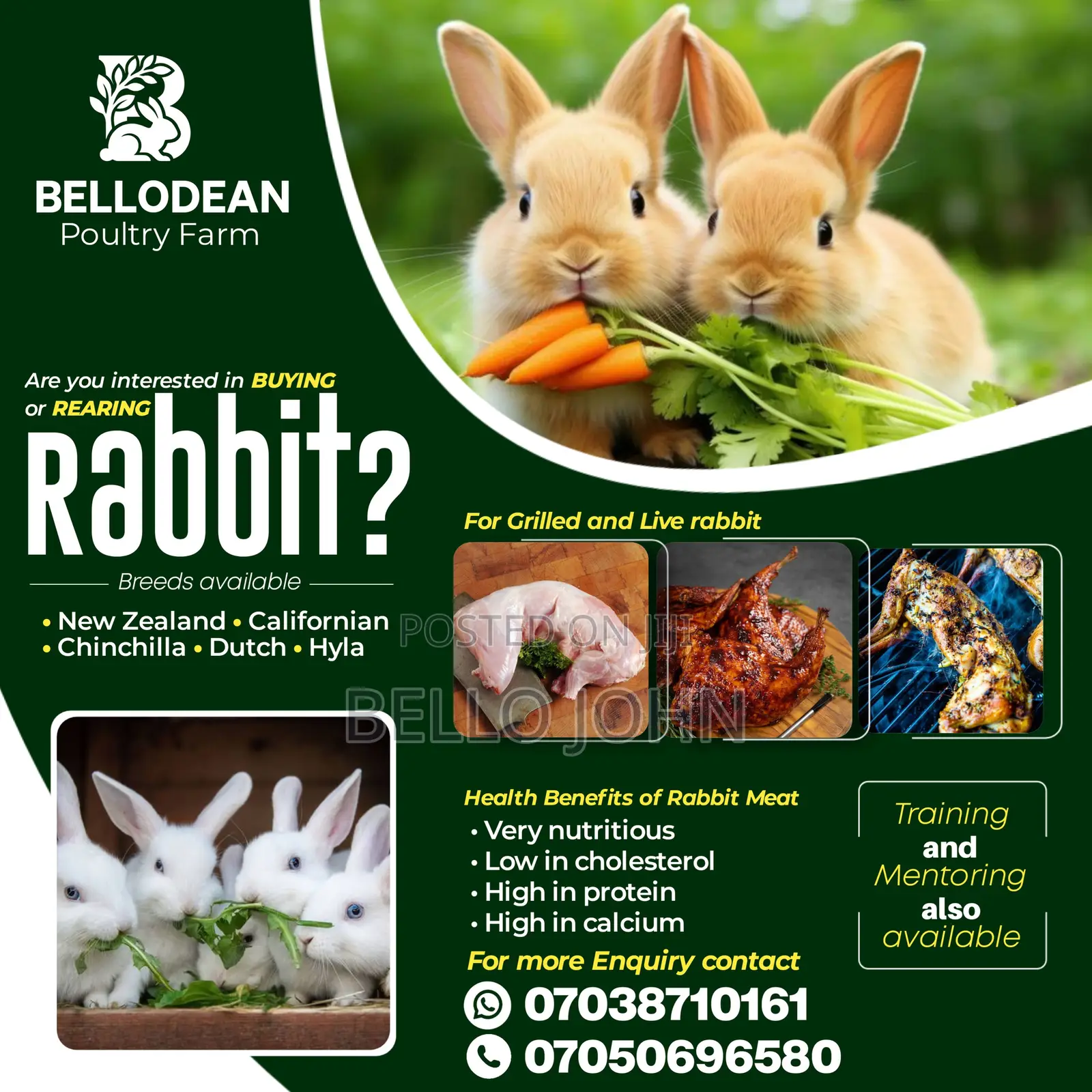 Rabbit / Bunnies