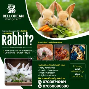Rabbit / Bunnies