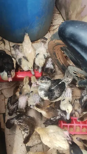 Ducks Ducklings Day Old 