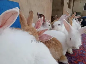 Rabbit Breed