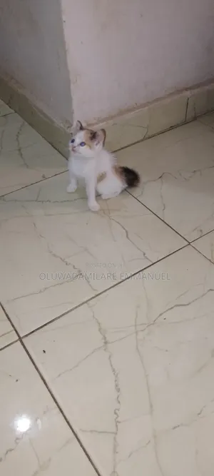 1-3 months Female Purebred Cat