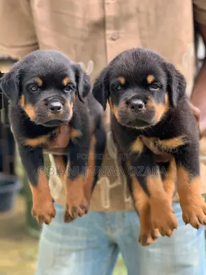 1-3 months Female Purebred Rottweiler