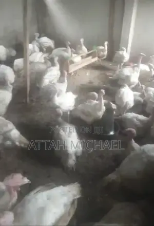 Foreign Turkeys for Sale