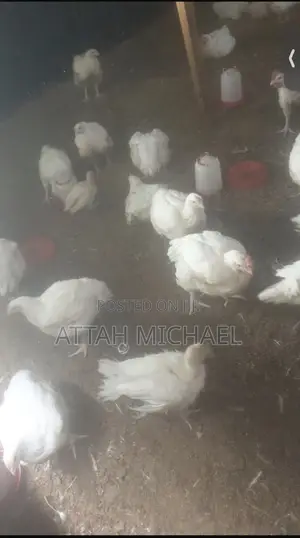Broiler for Sale