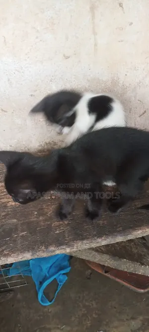 1-3 months Female Mixed Breed Cat