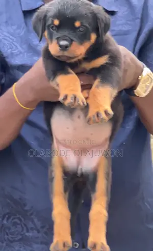 1-3 months Female Purebred Rottweiler