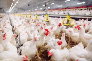 Poultry Farm Setup For Lease| Karu (Near Adron Homes) | Fully Equipped