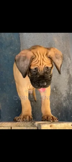 1-3 months Female Purebred Bullmastiff