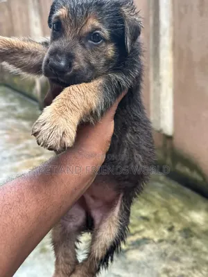 1-3 months Male Purebred German Shepherd