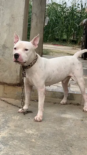 1+ year Male Purebred American Pit Bull Terrier