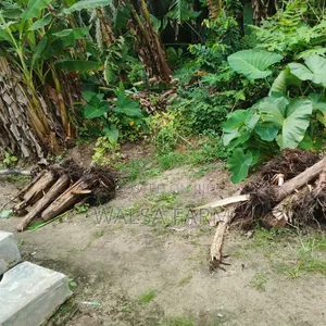 Plantain Sucker