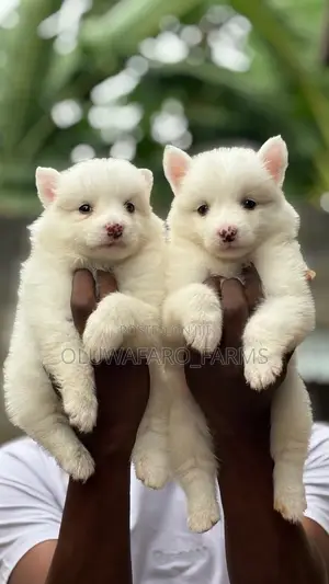 1-3 months Female Purebred American Eskimo
