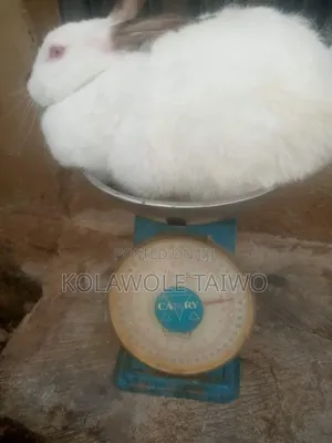 Healthy New Zealand Lionhead Rabbits for Breeding,Meat Production
