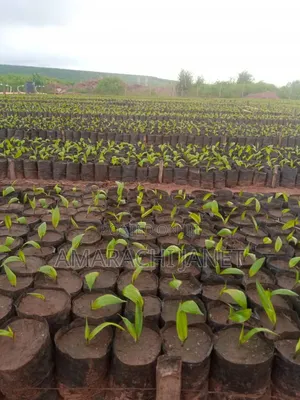 Supergene Tenera Oil Palm Seedlings and Sprouted Seeds for Sale