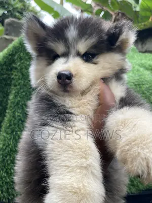 1-3 months Female Purebred Siberian Husky