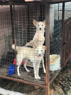 3-6 months Female Mixed Breed American Eskimo