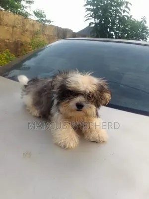 1-3 months Male Purebred Lhasa Apso