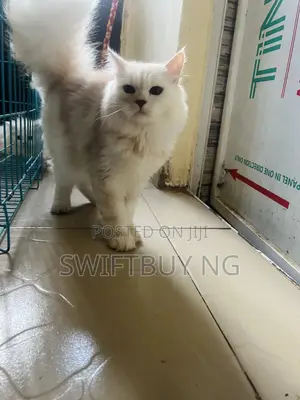 3-6 months Male Purebred Persian