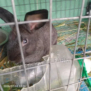 Rabbit Weaners for Sale