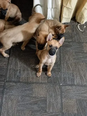 1-3 months Male Purebred Belgian Malinois