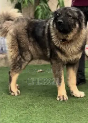 1+ year Female Purebred Caucasian Shepherd