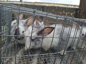 Rabbit 6- 8weeks