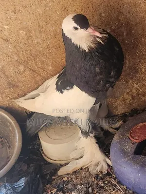Exotic Pigeons Available for Sale