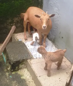 Mother and 2 Kids Goat