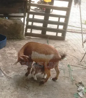 Mother and One Kid Goat