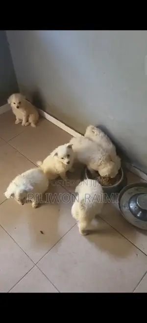 1-3 months Female Purebred American Eskimo