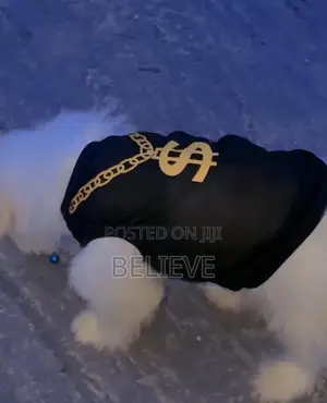 3-6 months Male Purebred Havanese