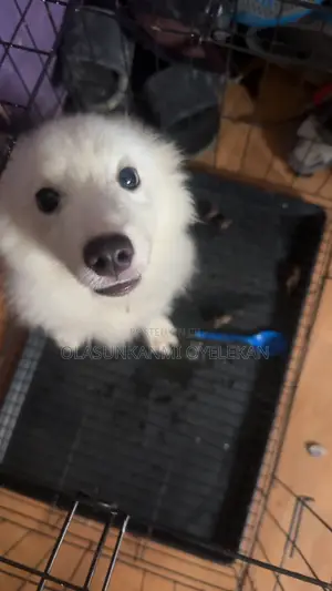 3-6 months Male Purebred Samoyed