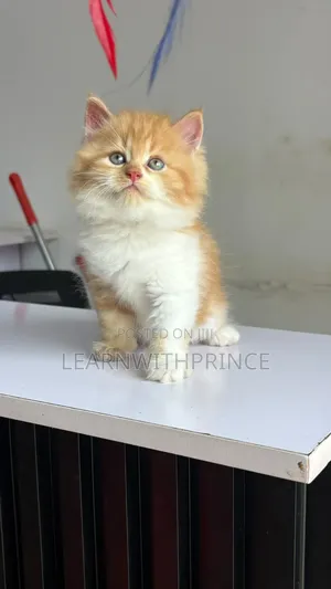 1-3 months Male Purebred Persian