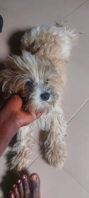 1+ year Male Mixed Breed Shih Tzu