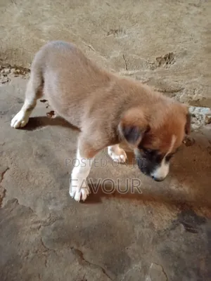 1-3 months Female Mixed Breed German Shepherd