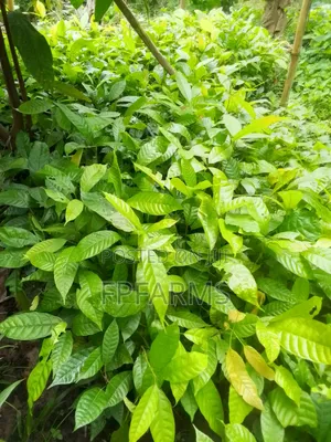 Hybrid Cocoa