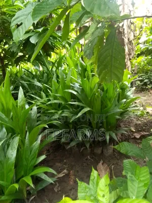 Hybrid Terena Palm Seedlings