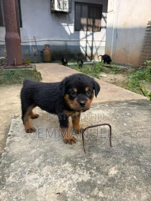 1-3 months Female Purebred Rottweiler