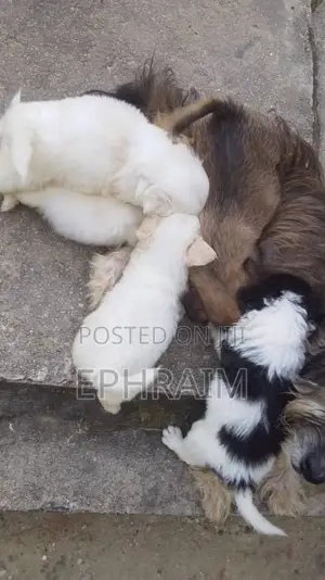 1-3 months Male Purebred Lhasa Apso