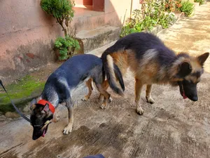 Dog Mating Services