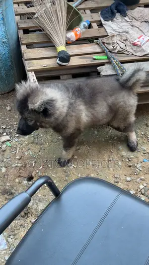 1-3 months Male Purebred Caucasian Shepherd