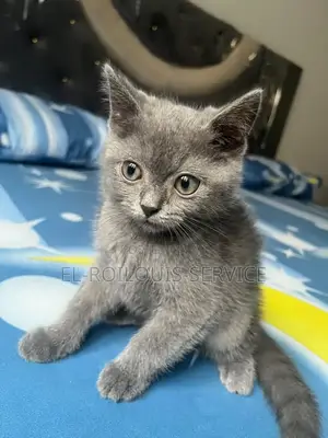 1-3 months Female Purebred British Shorthair