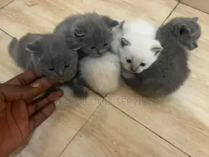 1-3 months Female Purebred British Shorthair