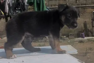 1-3 months Female Purebred German Shepherd
