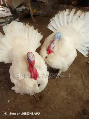 9 Months Old Turkey for Sell