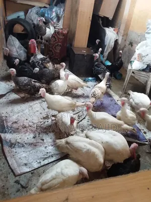 Local Turkey